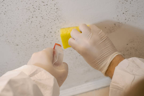 Best Air Quality Testing for Mold Spores  in Willard, MO